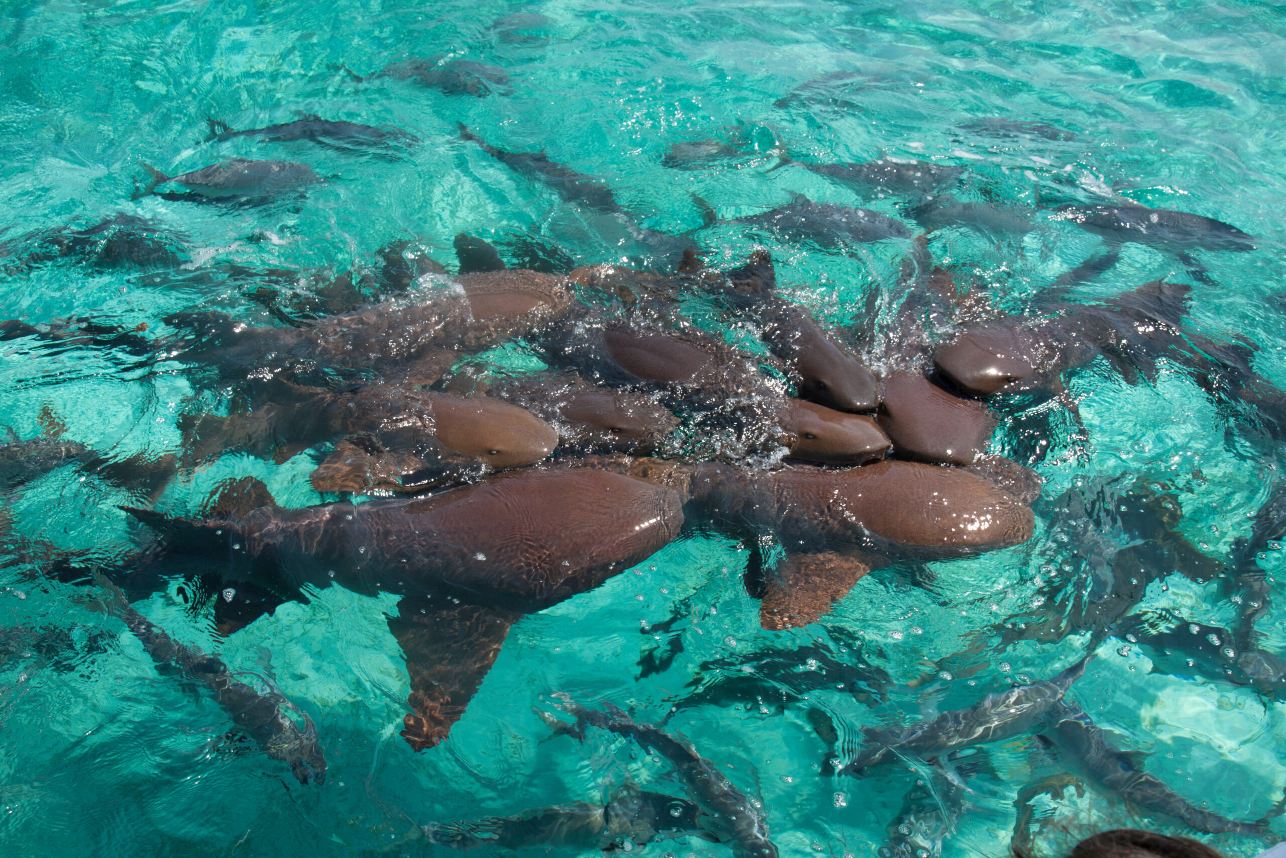 A group of nurse shark